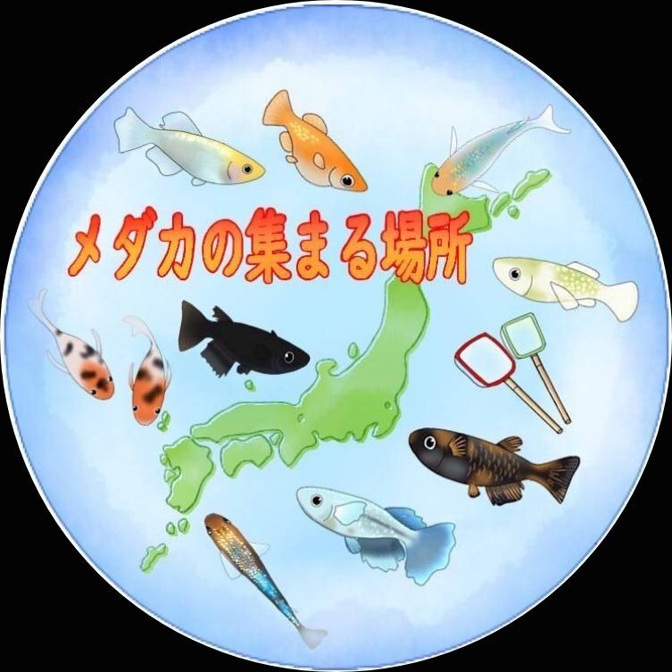 メダカの集まる場所